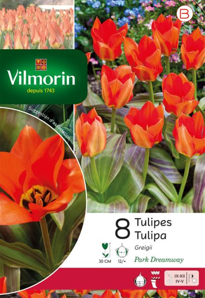 Bulbes à fleurs à planter à l'automne - Tulipe Greigii Park Dreamway - face recto